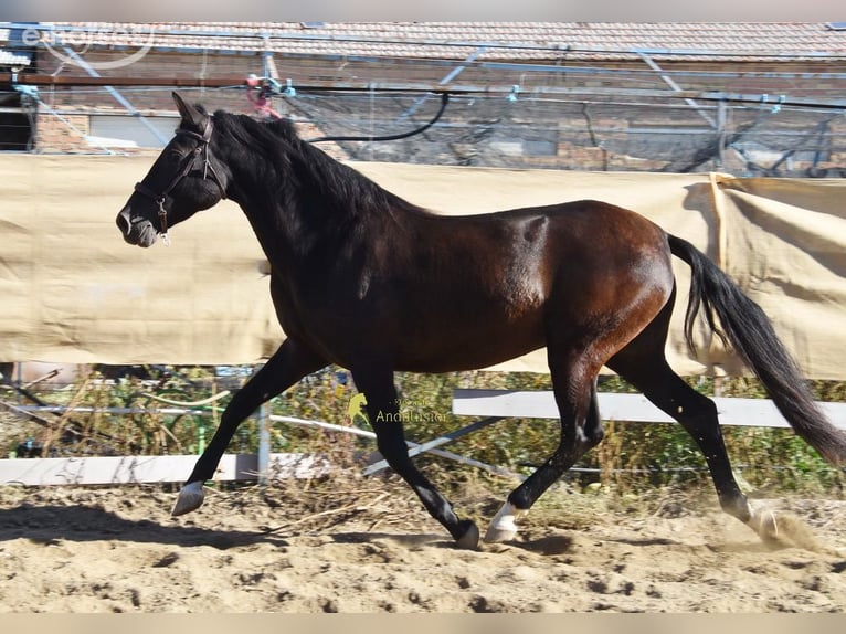 PRE Mare 5 years 15.2 hh Black in Provinz Granada