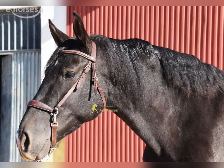 PRE Mare 5 years 15.2 hh Black in Provinz Granada
