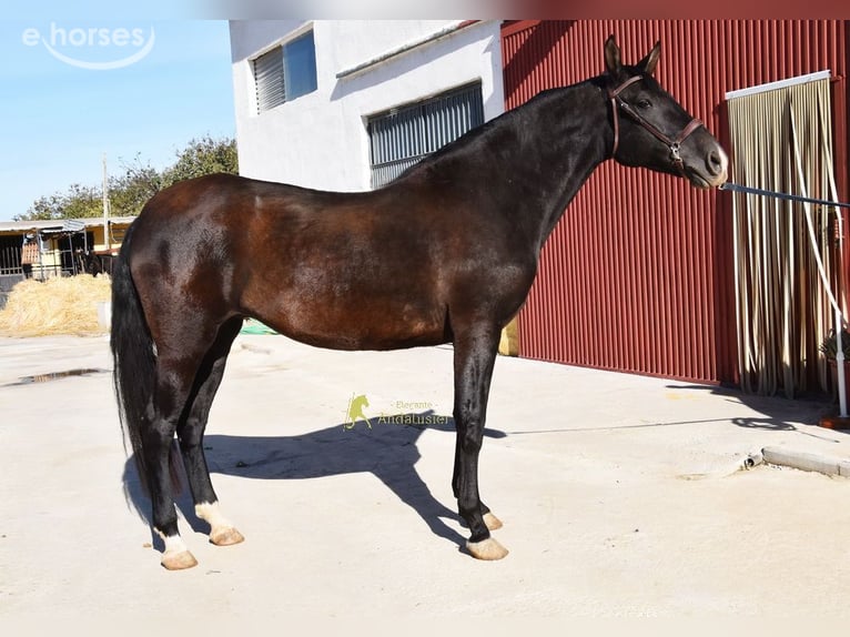 PRE Mare 5 years 15.2 hh Black in Provinz Granada