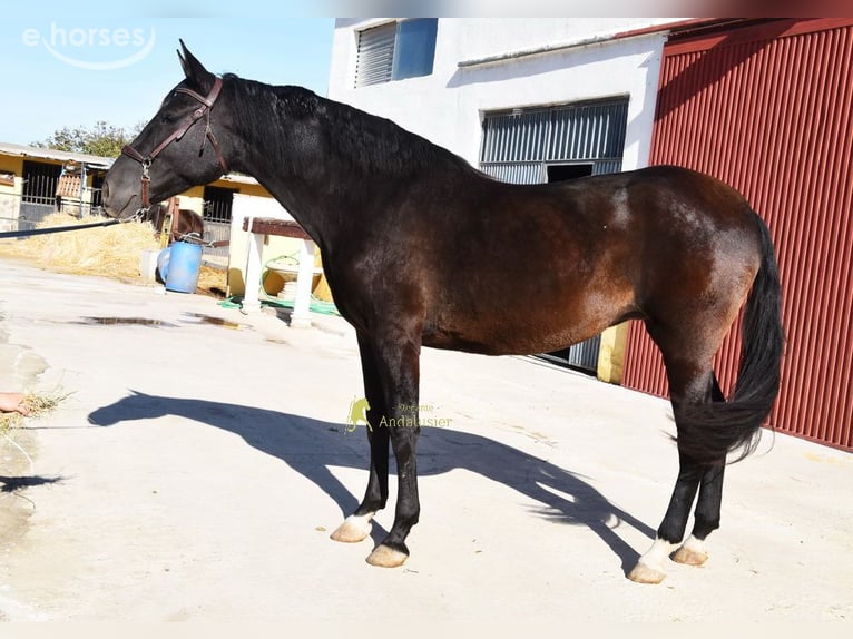 PRE Mare 5 years 15.2 hh Black in Provinz Granada