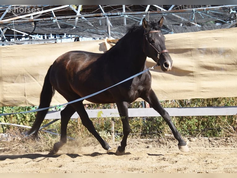 PRE Mare 5 years 15.2 hh Black in Provinz Granada