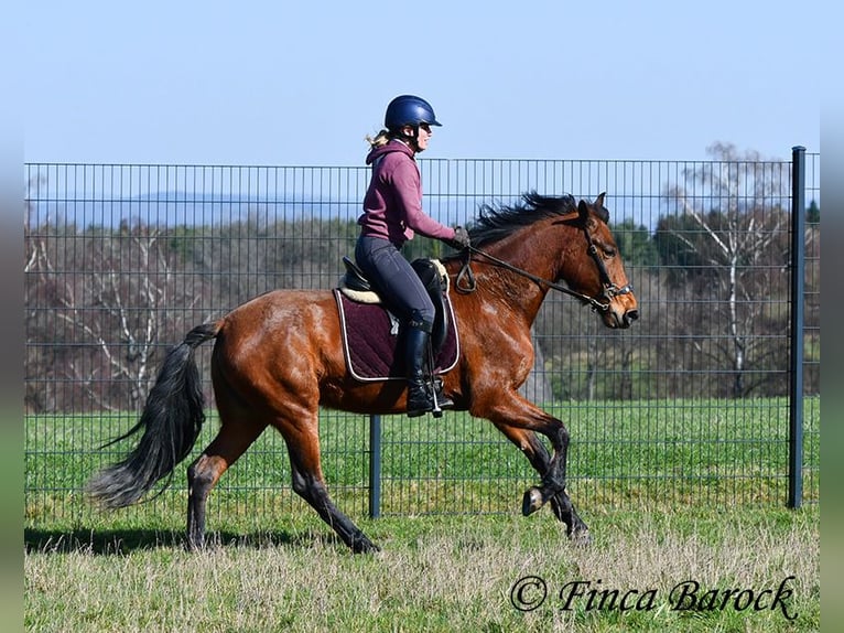 PRE Mare 5 years 15.2 hh Brown in Wiebelsheim