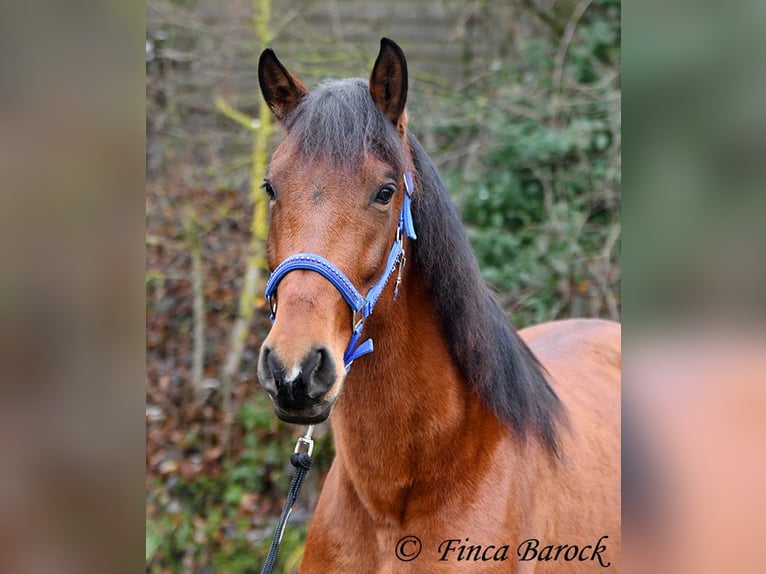 PRE Mare 5 years 15.2 hh Brown in Wiebelsheim