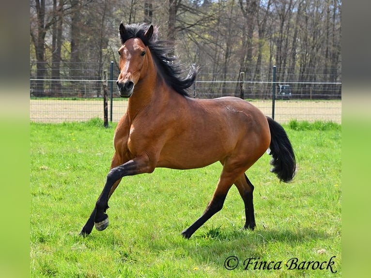 PRE Mare 5 years 15.2 hh Brown in Wiebelsheim