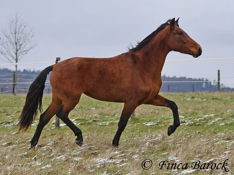 PRE Mare 5 years 15.2 hh Brown in Wiebelsheim