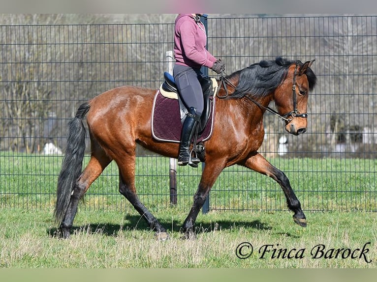 PRE Mare 5 years 15.2 hh Brown in Wiebelsheim