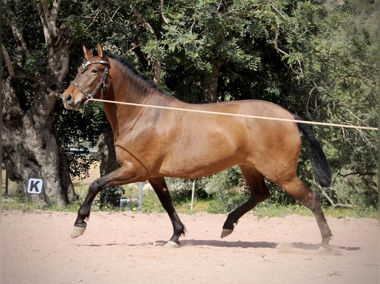 PRE Mare 5 years 15,2 hh Brown in Valencia