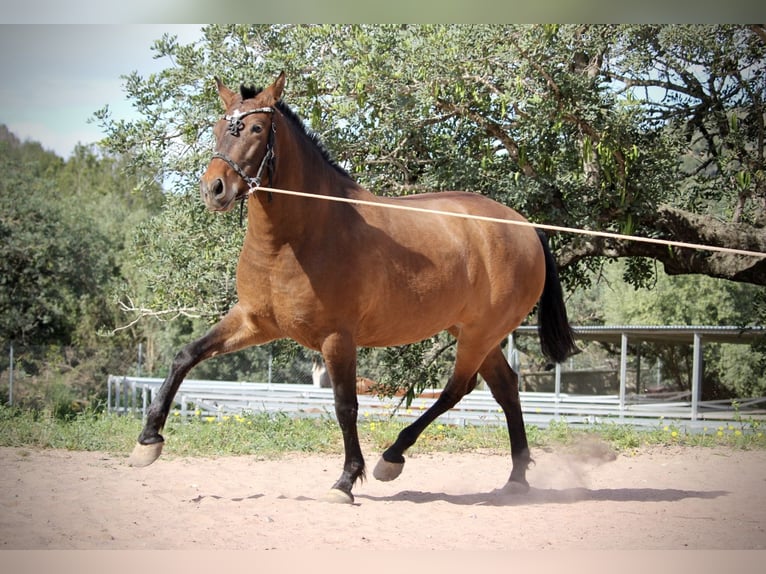 PRE Mare 5 years 15,2 hh Brown in Valencia