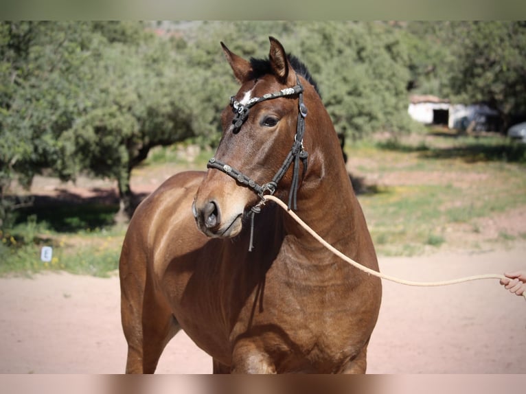 PRE Mare 5 years 15,2 hh Brown in Valencia