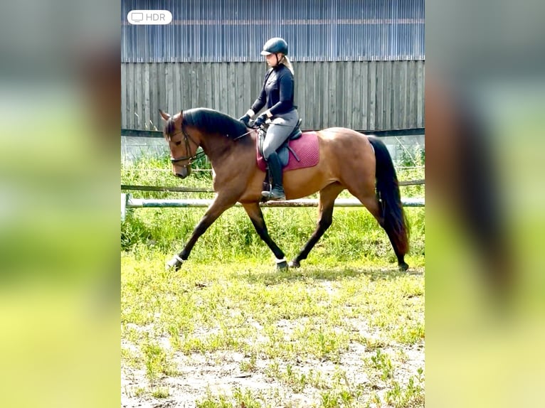 PRE Mare 5 years 15.2 hh Brown in Wremen