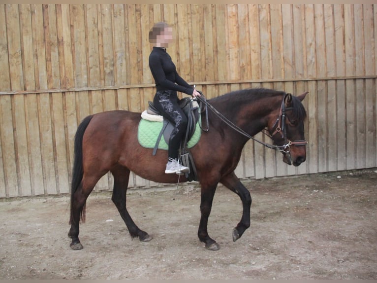 PRE Mix Mare 5 years 15,2 hh Brown in Oberpöring