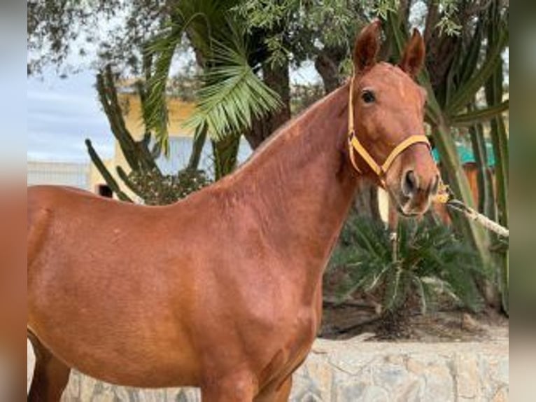 PRE Mix Mare 5 years 15,2 hh Chestnut in ALICANTE