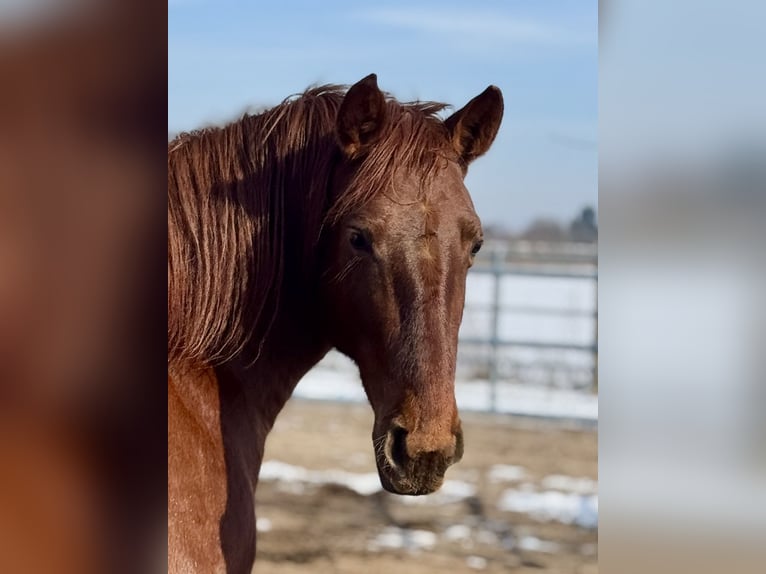 PRE Mare 5 years 15,2 hh Chestnut-Red in StahnsdorfStahnsdorf