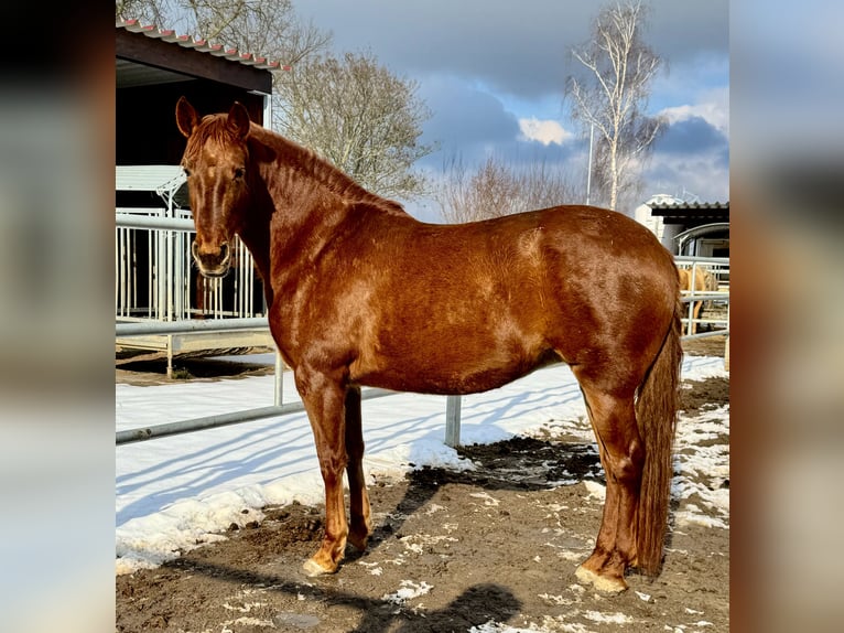 PRE Mare 5 years 15,2 hh Chestnut-Red in StahnsdorfStahnsdorf