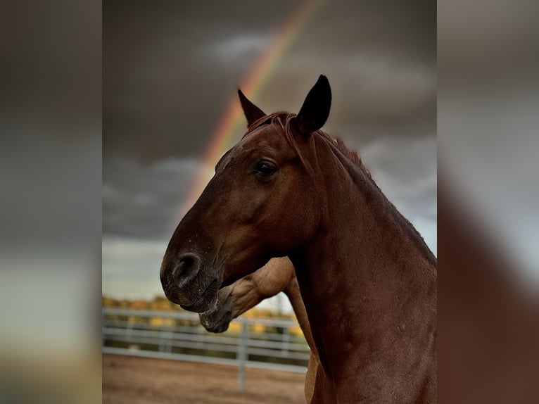 PRE Mare 5 years 15,2 hh Chestnut-Red in StahnsdorfStahnsdorf