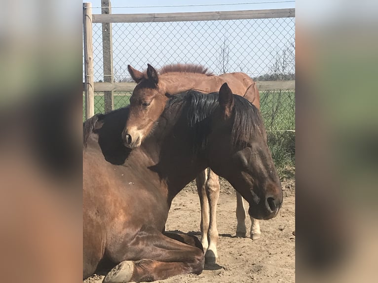 PRE Mare 5 years 15,2 hh Chestnut-Red in StahnsdorfStahnsdorf