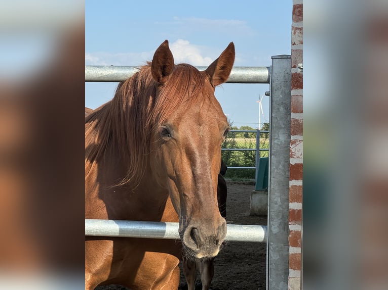 PRE Mare 5 years 15,2 hh Chestnut-Red in StahnsdorfStahnsdorf