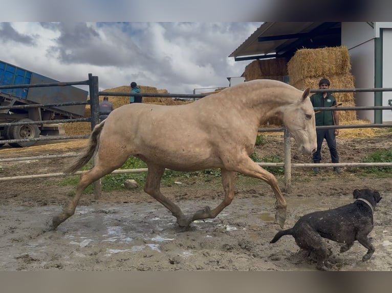 PRE Mare 5 years 15,2 hh Cremello in Santa Marta