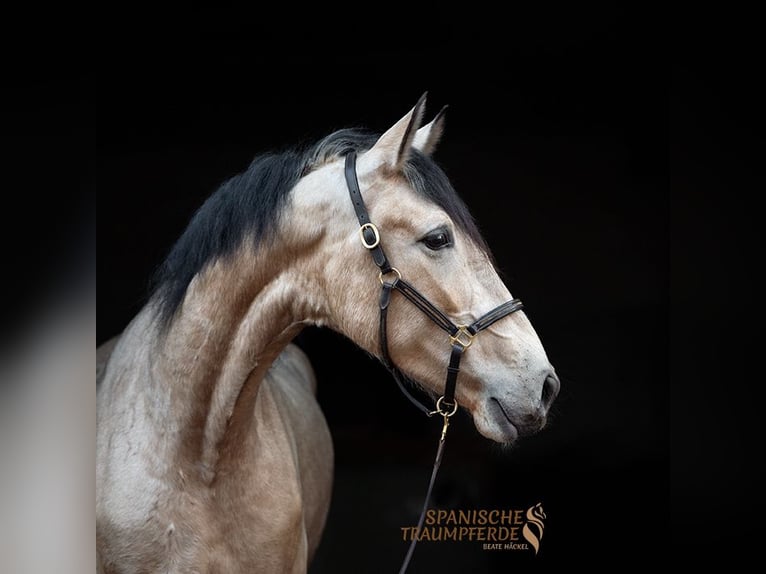 PRE Mare 5 years 15,2 hh Dun in Traventhal