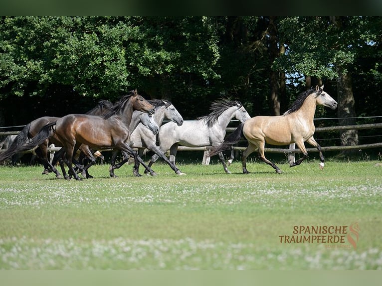 PRE Mare 5 years 15,2 hh Dun in Traventhal