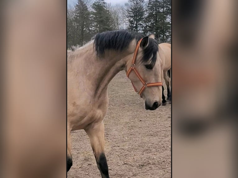 PRE Mare 5 years 15,2 hh Dun in Traventhal