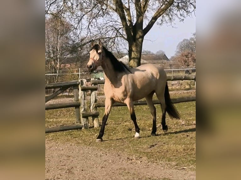 PRE Mare 5 years 15,2 hh Dun in Traventhal