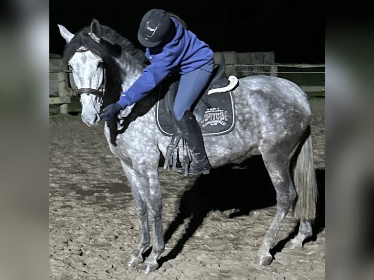 PRE Mix Mare 5 years 15,2 hh Gray-Blue-Tan in Münster