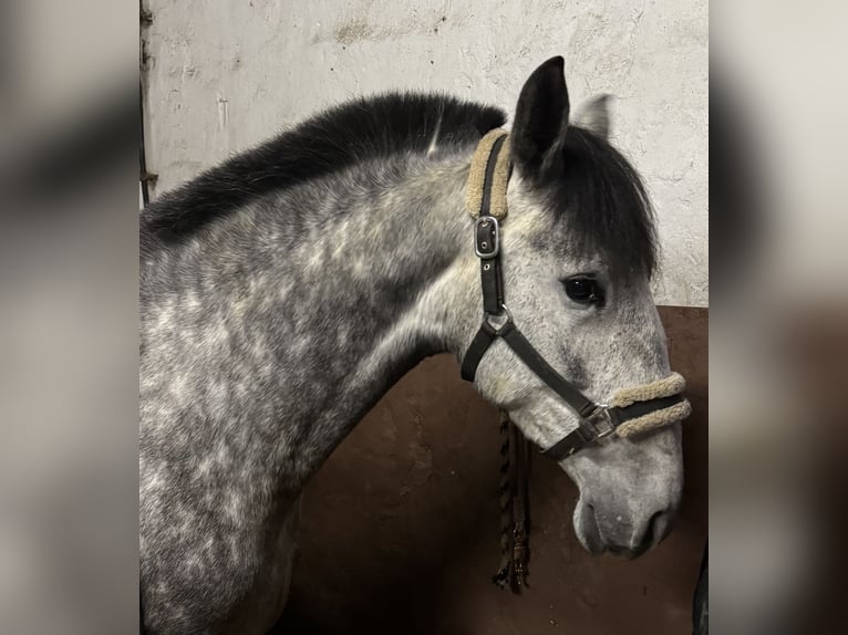 PRE Mix Mare 5 years 15,2 hh Gray-Blue-Tan in Münster