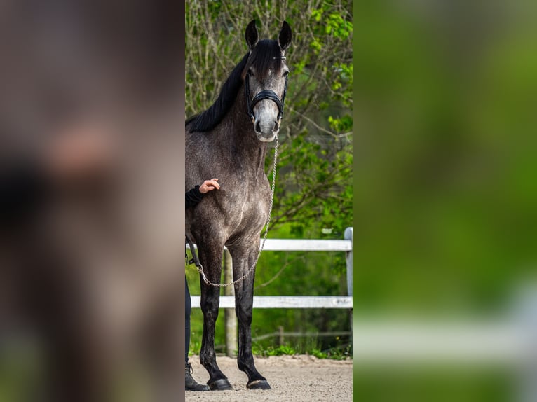 PRE Mix Mare 5 years 15,2 hh Gray-Dapple in Martfeld