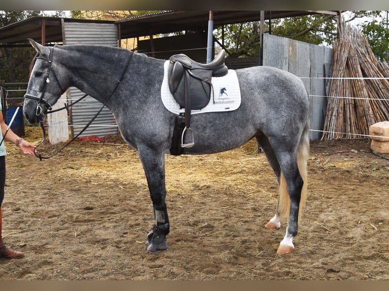 PRE Mare 5 years 15.2 hh Grey in Provinz Malaga