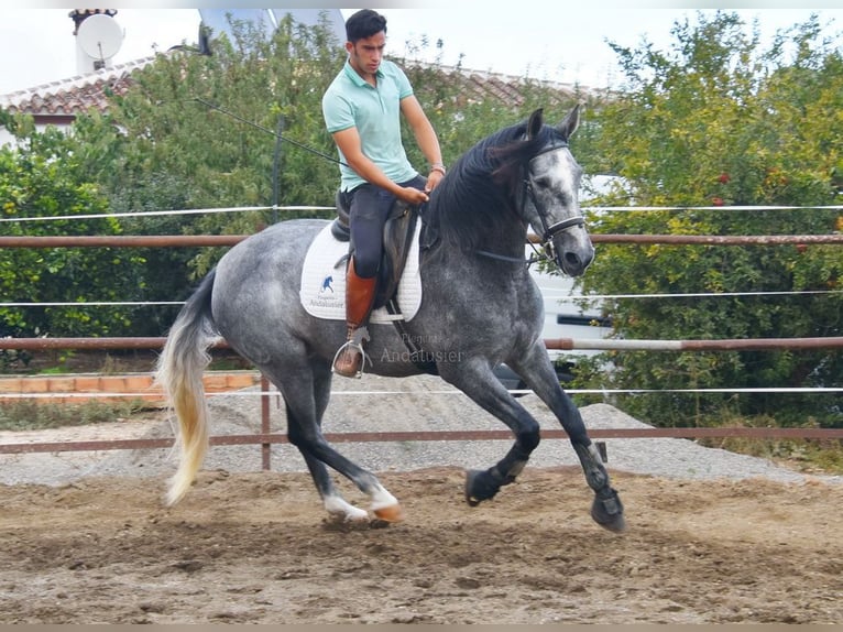 PRE Mare 5 years 15.2 hh Grey in Provinz Malaga