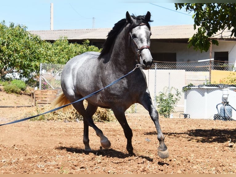 PRE Mare 5 years 15.2 hh Grey in Provinz Malaga