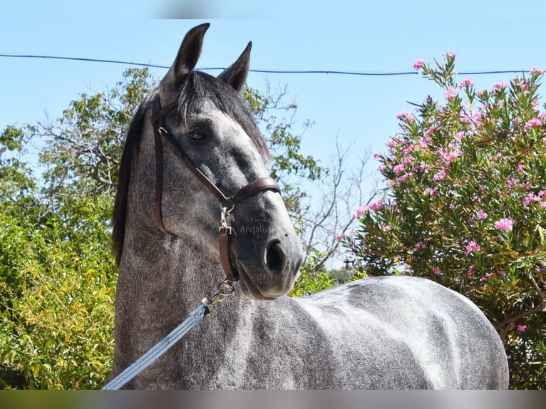 PRE Mare 5 years 15.2 hh Grey in Provinz Malaga