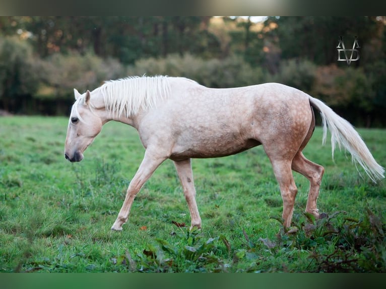 PRE Mare 5 years 15,2 hh Palomino in La Vespière-Friardel