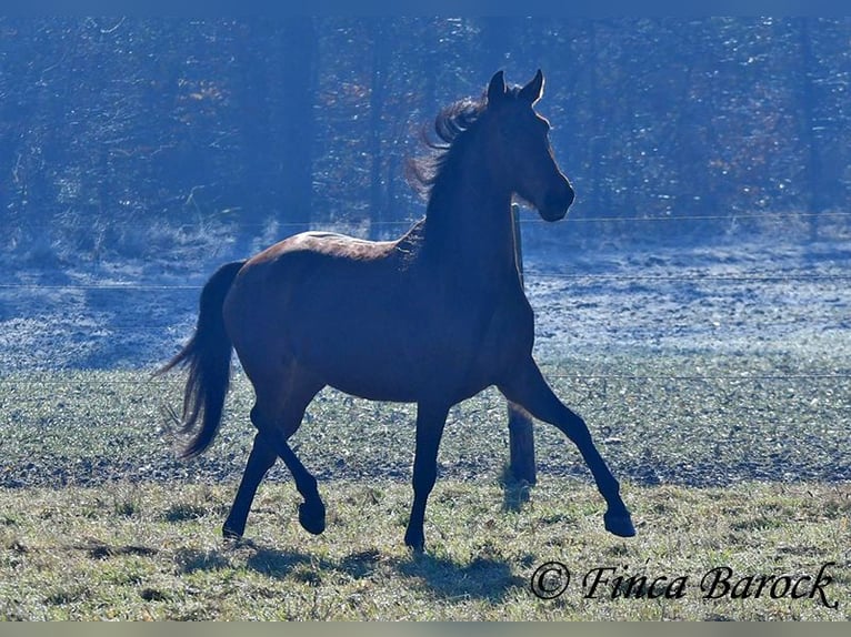 PRE Mare 5 years 15,3 hh Brown in Wiebelsheim