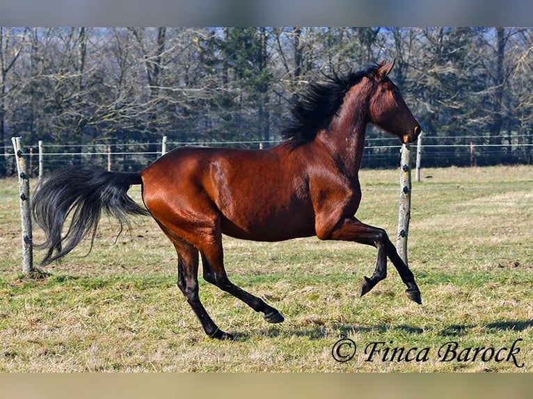 PRE Mare 5 years 15,3 hh Brown in Wiebelsheim