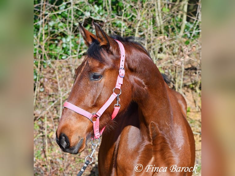 PRE Mare 5 years 15,3 hh Brown in Wiebelsheim