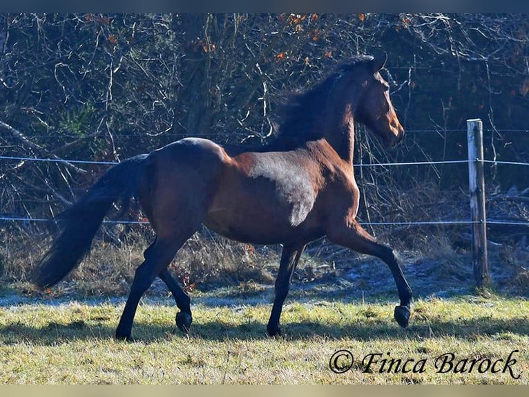 PRE Mare 5 years 15,3 hh Brown in Wiebelsheim