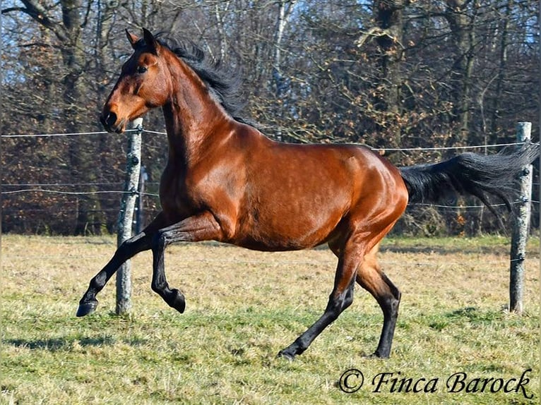 PRE Mare 5 years 15,3 hh Brown in Wiebelsheim