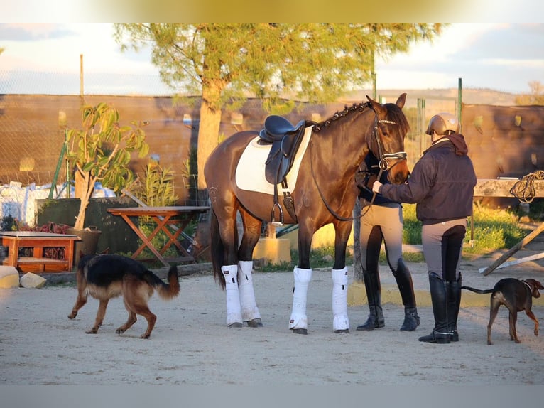 PRE Mix Mare 5 years 15,3 hh Brown in Madrid