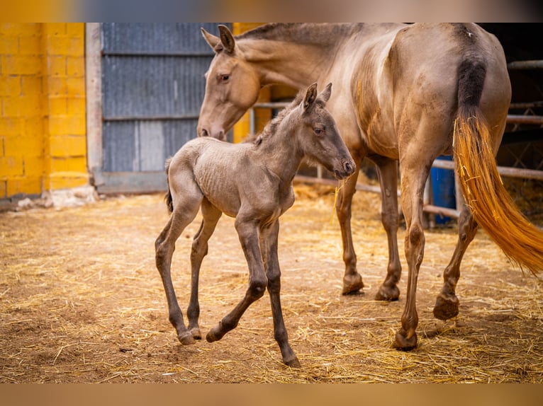 PRE Mix Mare 5 years 15,3 hh Champagne in Valencia