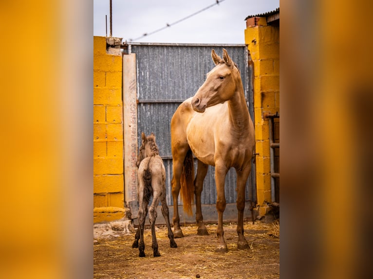 PRE Mix Mare 5 years 15,3 hh Champagne in Valencia