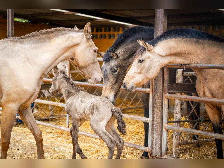 PRE Mix Mare 5 years 15,3 hh Champagne in Valencia