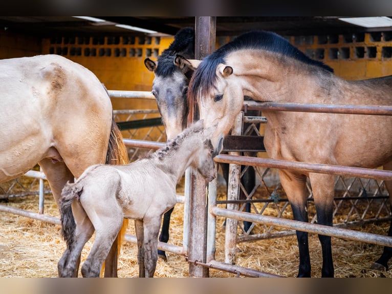 PRE Mix Mare 5 years 15,3 hh Champagne in Valencia