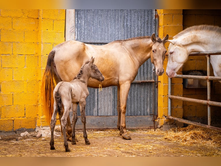 PRE Mix Mare 5 years 15,3 hh Champagne in Valencia