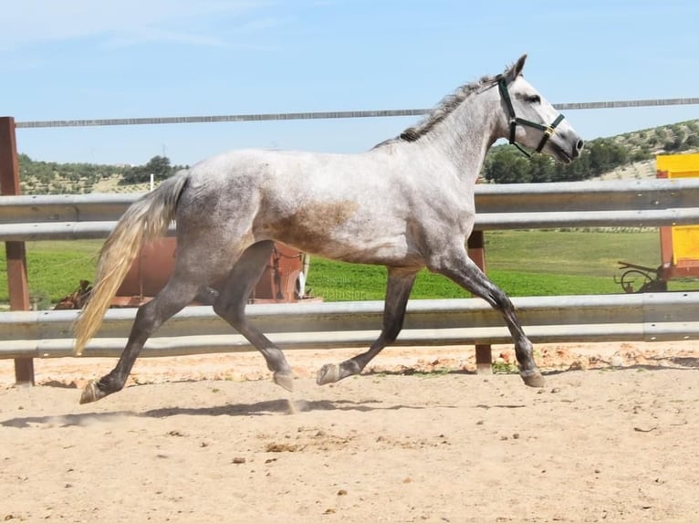 PRE Mare 5 years 15,3 hh Gray in Provinz Cordoba