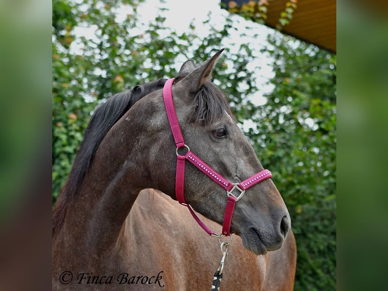 PRE Mare 5 years 15,3 hh Gray in Wiebelsheim