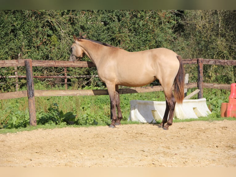 PRE Mare 5 years 15 hh Dun in Lamorlaye