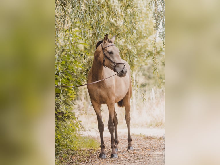 PRE Mix Mare 5 years 15 hh Dun in Lamorlaye