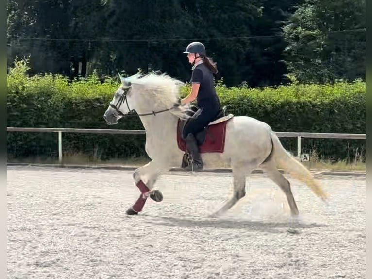 PRE Mare 5 years 15 hh Gray in Neustadt (Wied)